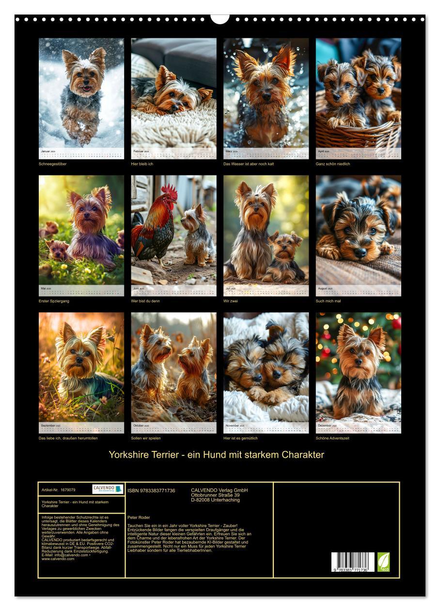 Bild: 9783383771736 | Yorkshire Terrier - ein Hund mit starkem Charakter (Wandkalender...