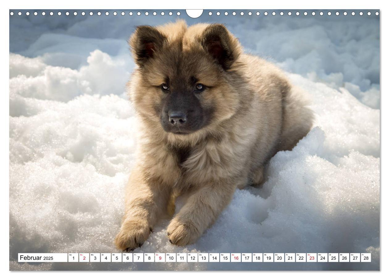 Bild: 9783435335367 | Eurasier, der Hund im Wolfspelz (Wandkalender 2025 DIN A3 quer),...