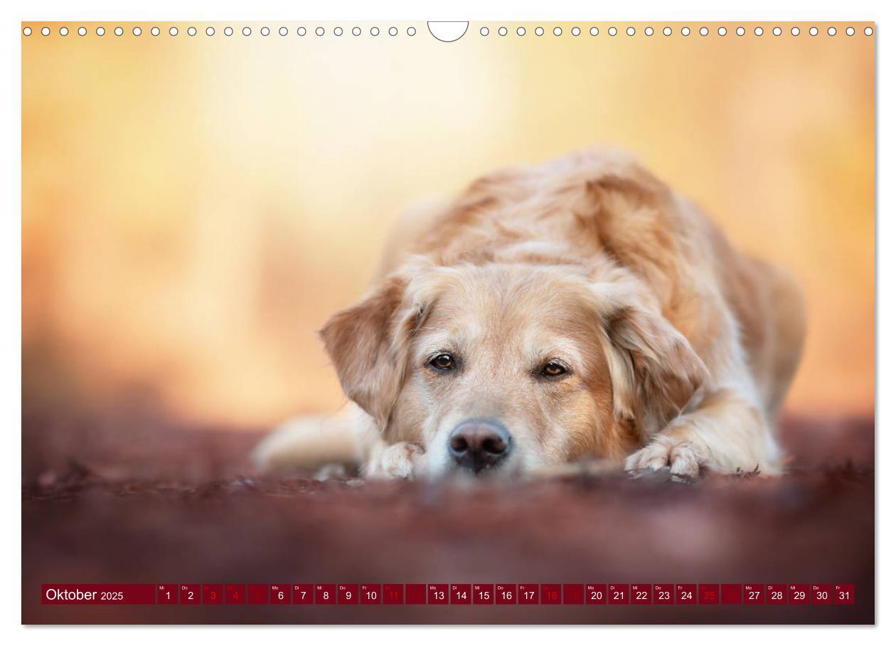 Bild: 9783435178087 | Golden Retriever Hailey Fotokalender (Wandkalender 2025 DIN A3...