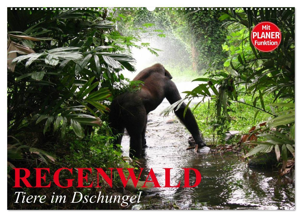 Cover: 9783435525652 | Regenwald. Tiere im Dschungel (Wandkalender 2025 DIN A2 quer),...