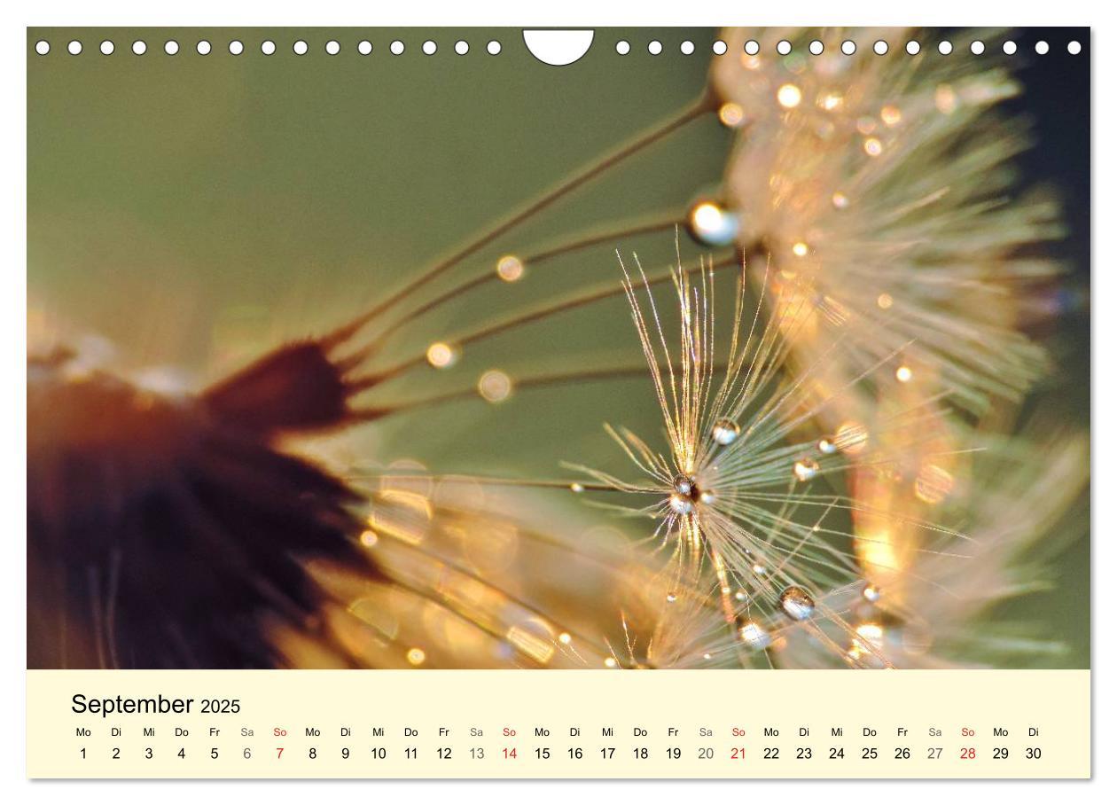 Bild: 9783435746910 | Naturjuwel Pusteblume (Wandkalender 2025 DIN A4 quer), CALVENDO...