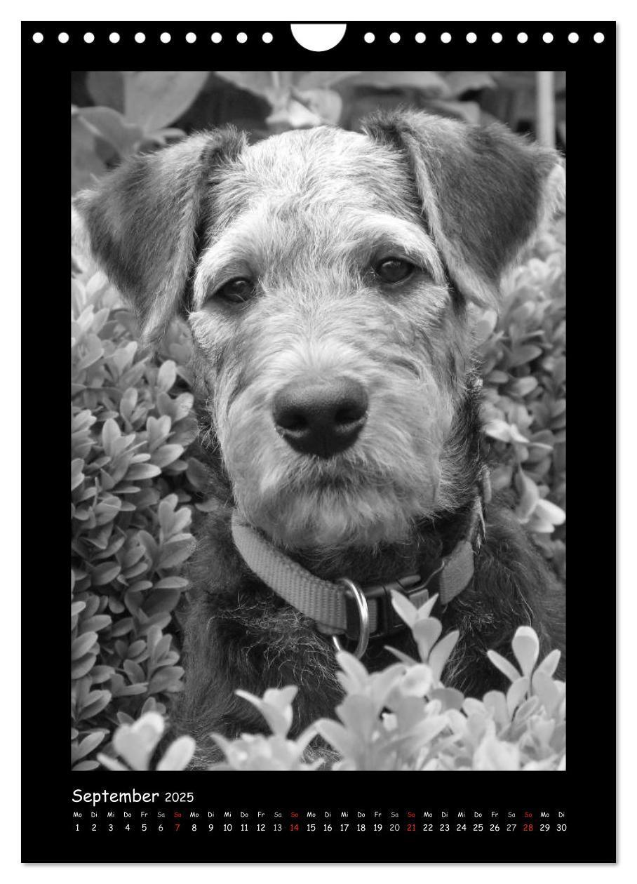 Bild: 9783457051344 | Der Airedale: Portraits eines "Dickkopfes" (Wandkalender 2025 DIN...