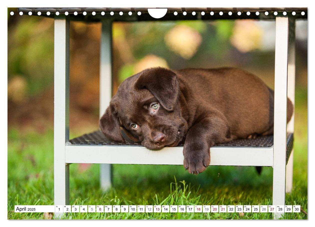 Bild: 9783435313037 | Freund auf 4 Pfoten - Labrador Retriever (Wandkalender 2025 DIN A4...