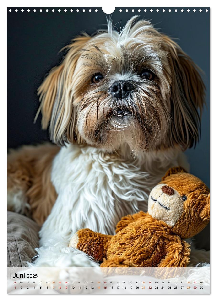 Bild: 9783383765384 | Shih Tzu - immer im Mittelpunkt (Wandkalender 2025 DIN A3 hoch),...