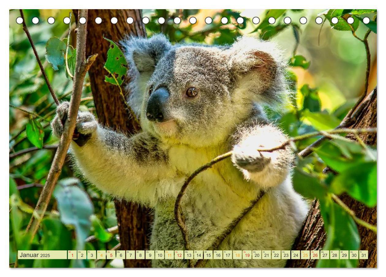 Bild: 9783435587407 | Koala - kleiner Teddy (Tischkalender 2025 DIN A5 quer), CALVENDO...