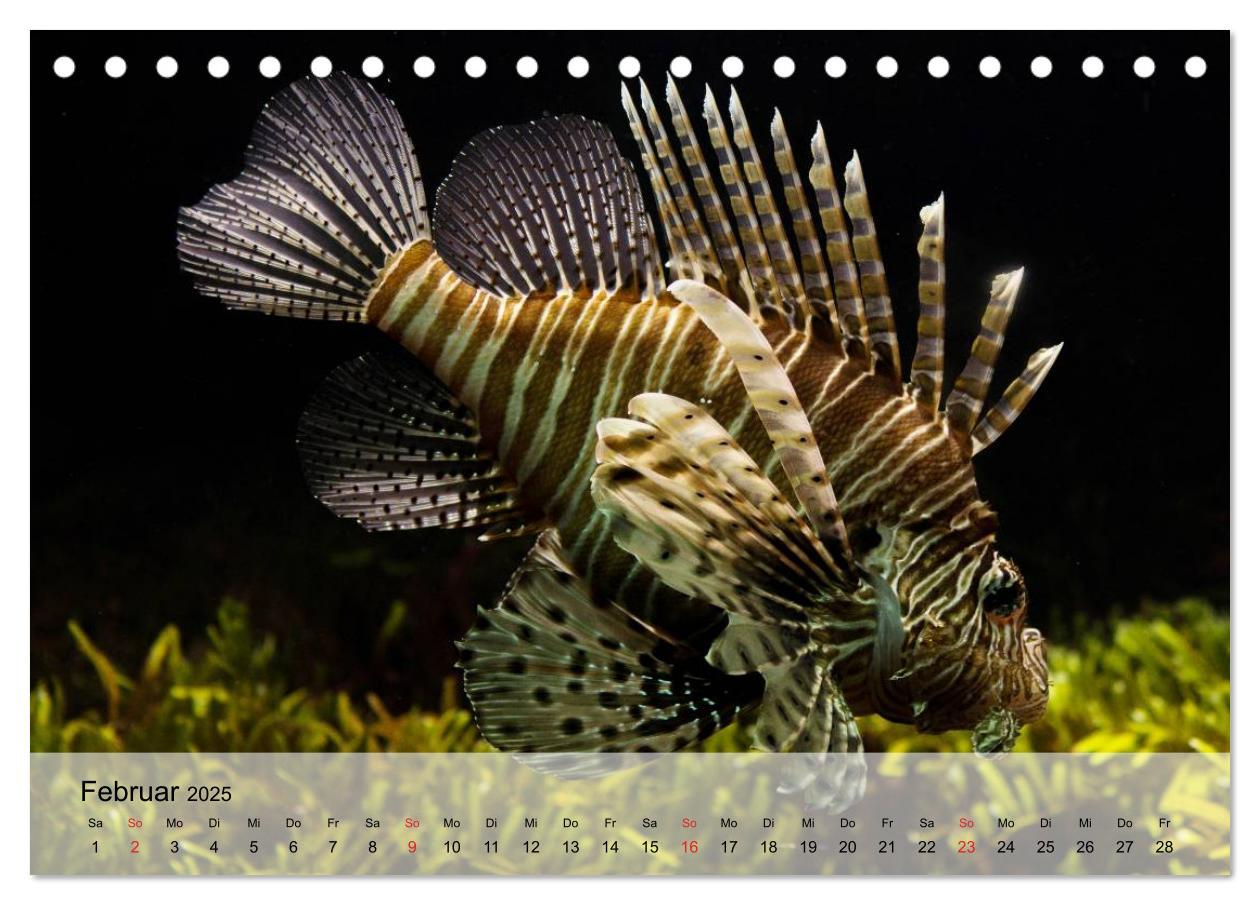 Bild: 9783435589456 | Knallbunte Wasserwelt. Die Welt der Fische (Tischkalender 2025 DIN...