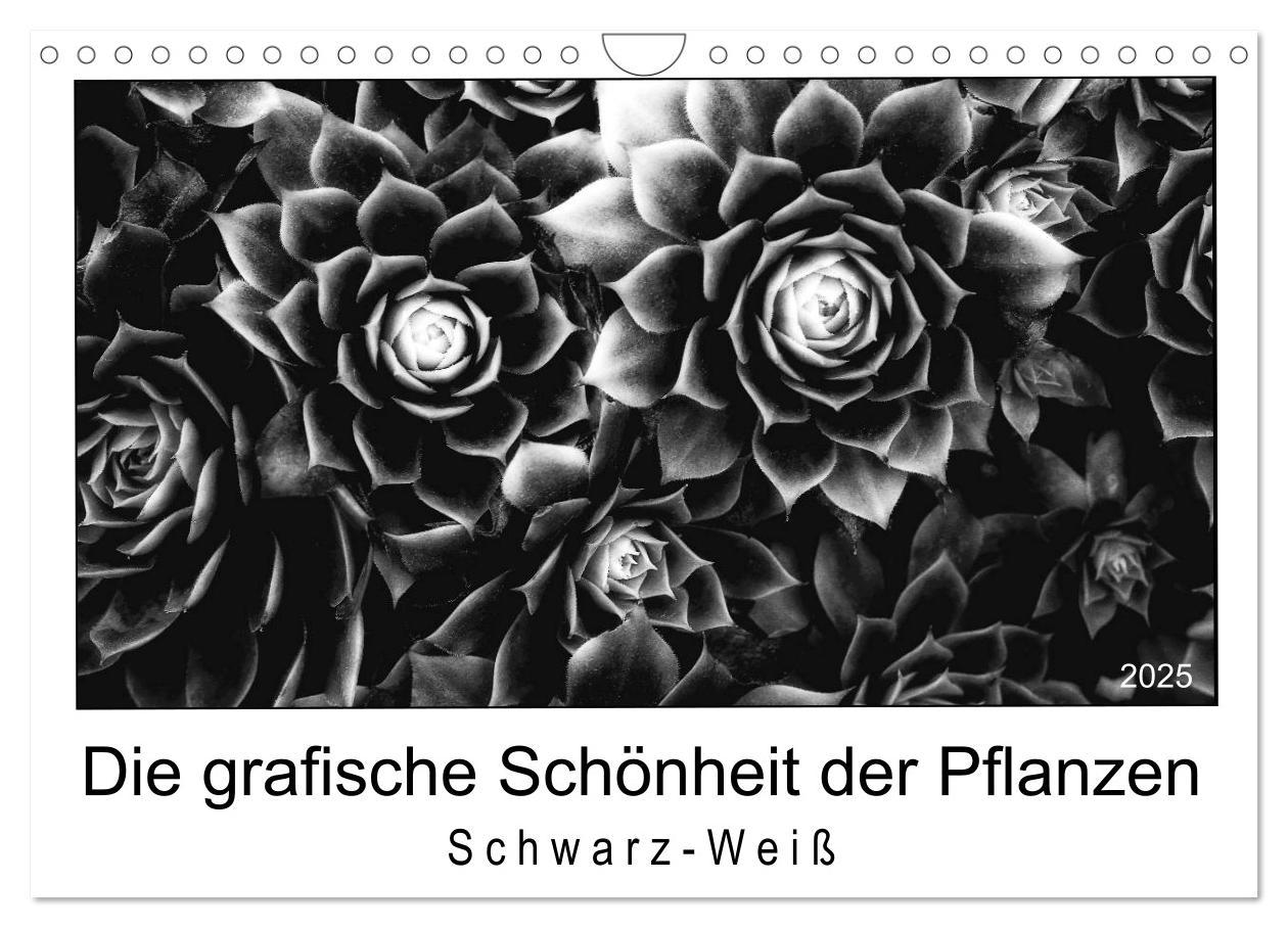 Cover: 9783435441020 | Die grafische Schönheit der Pflanzen ¿ Schwarz-Weiß (Wandkalender...