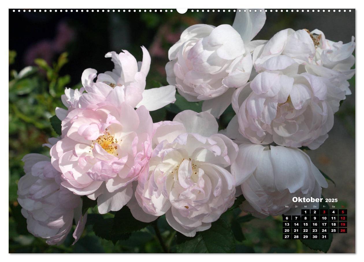 Bild: 9783435234356 | Magie der Rosen (Wandkalender 2025 DIN A2 quer), CALVENDO...