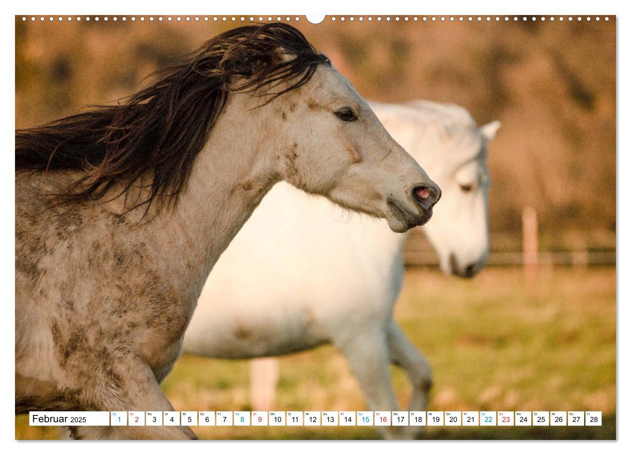 Bild: 9783435171699 | Durch das Jahr mit dem Connemara Pony Holly (Wandkalender 2025 DIN...