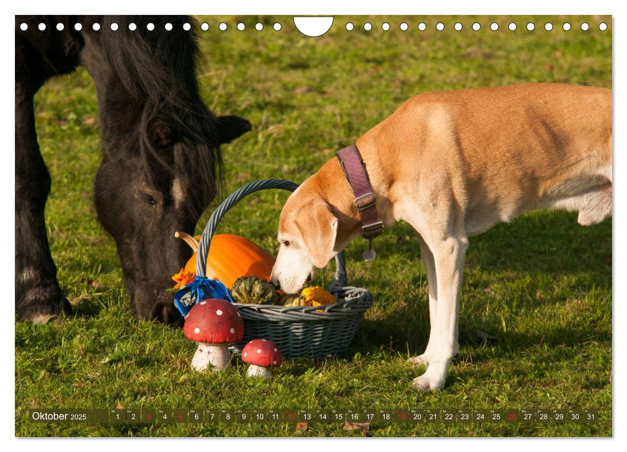 Bild: 9783435275182 | Pferd und Hund - Vierbeinige Freunde (Wandkalender 2025 DIN A4...