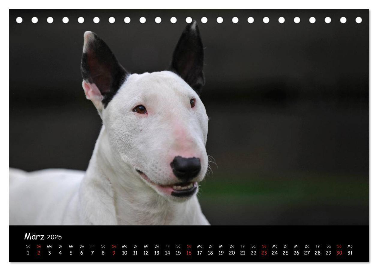 Bild: 9783435767694 | Bullterrier (Tischkalender 2025 DIN A5 quer), CALVENDO Monatskalender