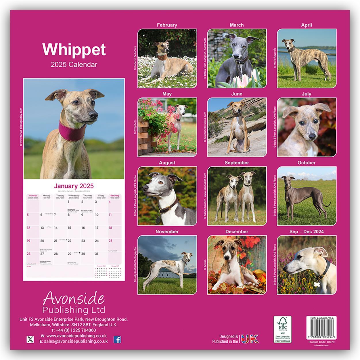 Rückseite: 9781804603994 | Whippet - Kleine Englische Windhunde 2025 - 16-Monatskalender | Ltd.