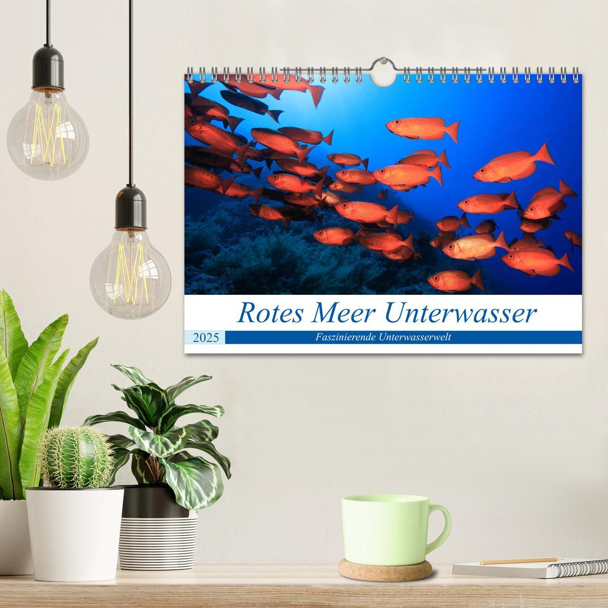 Bild: 9783435155866 | Rotes Meer Unterwasser (Wandkalender 2025 DIN A4 quer), CALVENDO...