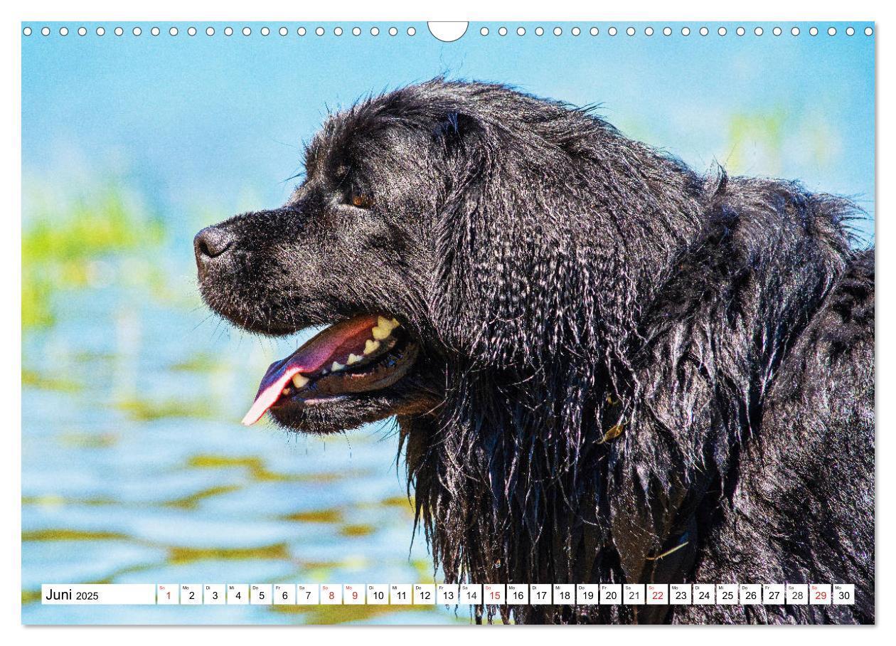 Bild: 9783435306206 | Neufundländer - Das Wasser ist ihr Element (Wandkalender 2025 DIN...