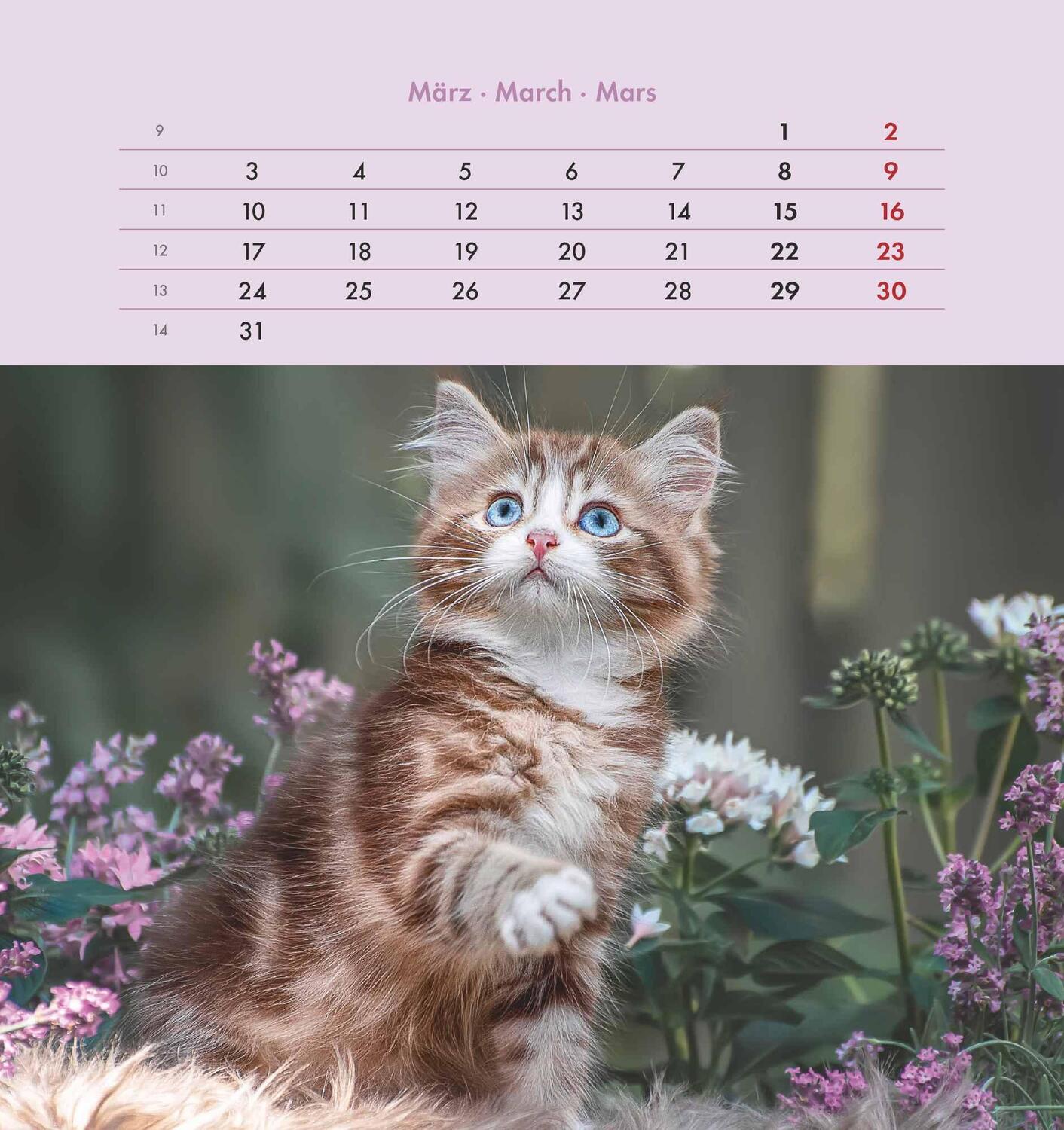 Bild: 4251732342296 | Schmusekatzen 2025 - Postkartenkalender 16x17 cm - Katzen - zum...