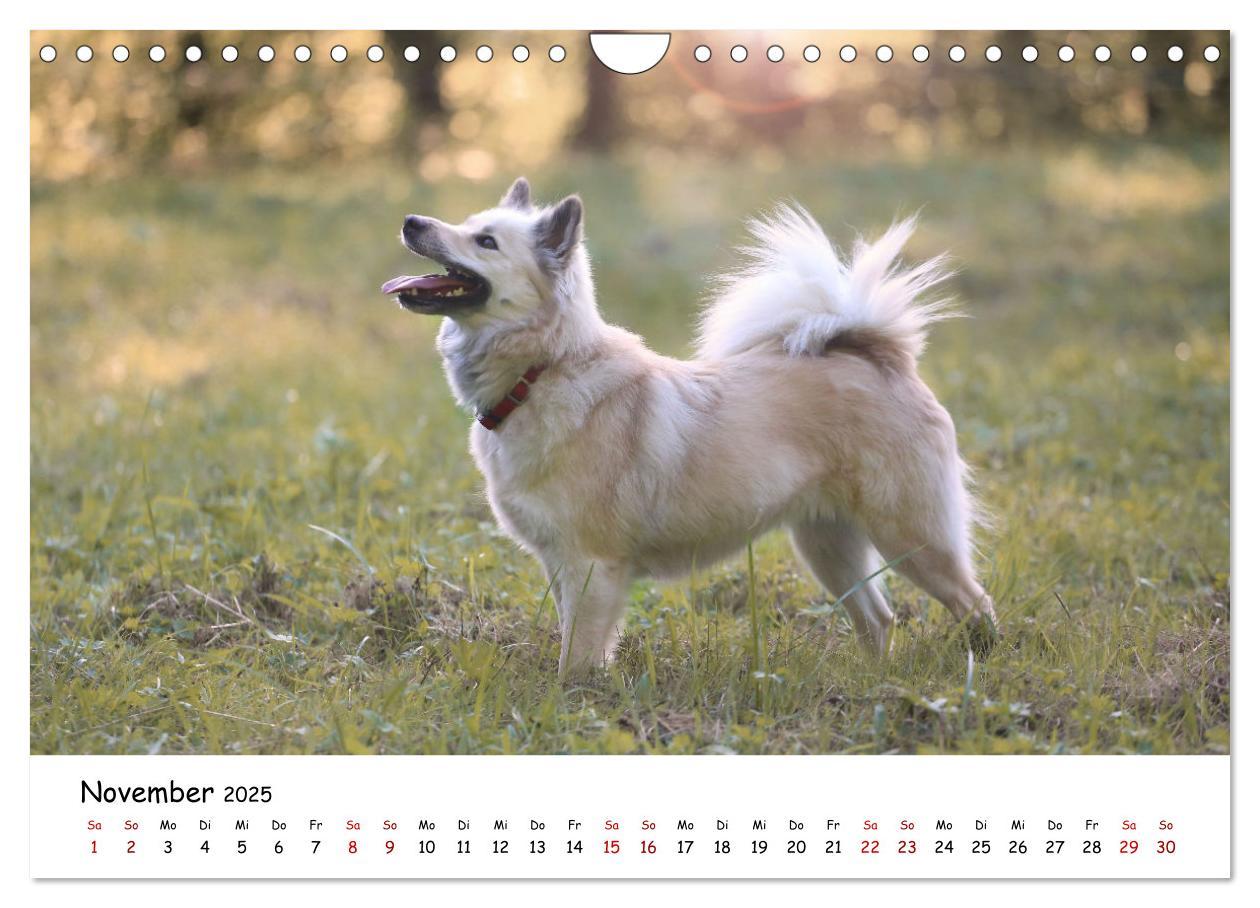 Bild: 9783383973161 | Islandhunde (Wandkalender 2025 DIN A4 quer), CALVENDO Monatskalender