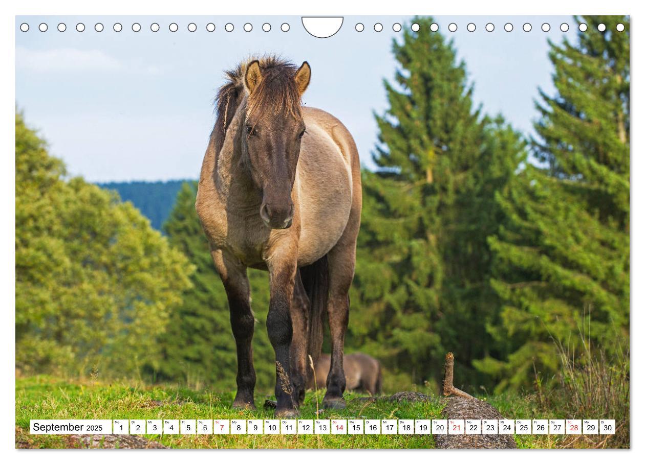 Bild: 9783435573479 | Konik - Frei geboren (Wandkalender 2025 DIN A4 quer), CALVENDO...