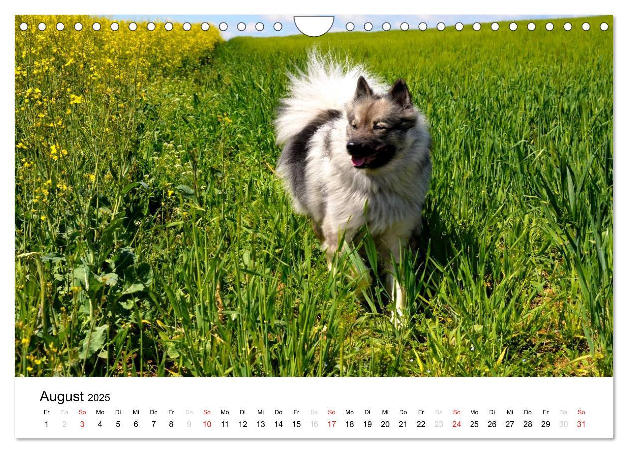 Bild: 9783435805457 | Der Wolfsspitz (Wandkalender 2025 DIN A4 quer), CALVENDO...