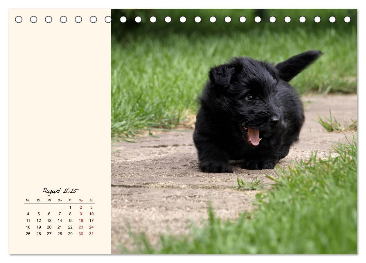 Bild: 9783435339372 | Scottish Terrier - Charmantes Rauhbein (Tischkalender 2025 DIN A5...