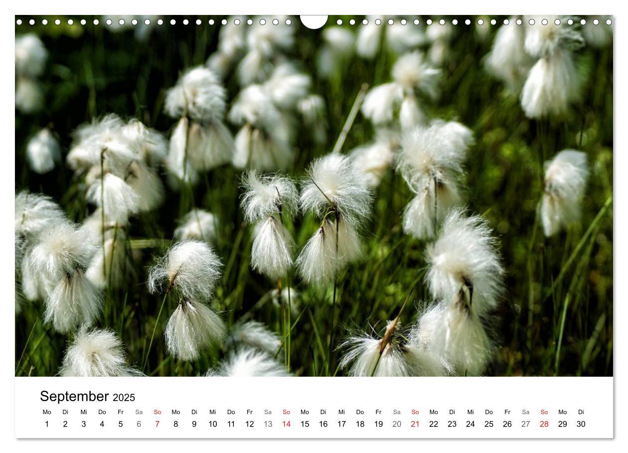 Bild: 9783435466269 | Paradies Naturgarten (Wandkalender 2025 DIN A3 quer), CALVENDO...