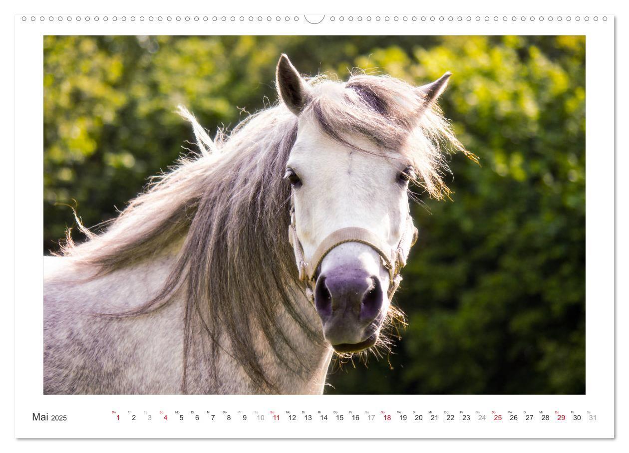 Bild: 9783435689996 | Der Pferdekalender (hochwertiger Premium Wandkalender 2025 DIN A2...