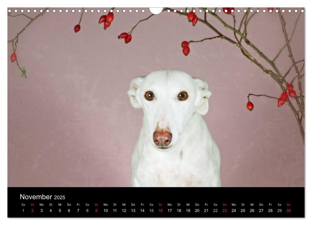 Bild: 9783435775583 | Der Windhundekalender (Wandkalender 2025 DIN A3 quer), CALVENDO...