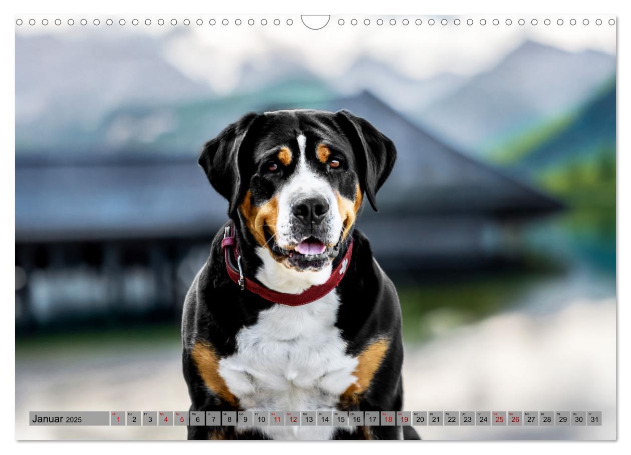 Bild: 9783457218013 | Große Schweizer - Gigantische Sennenhunde (Wandkalender 2025 DIN A3...