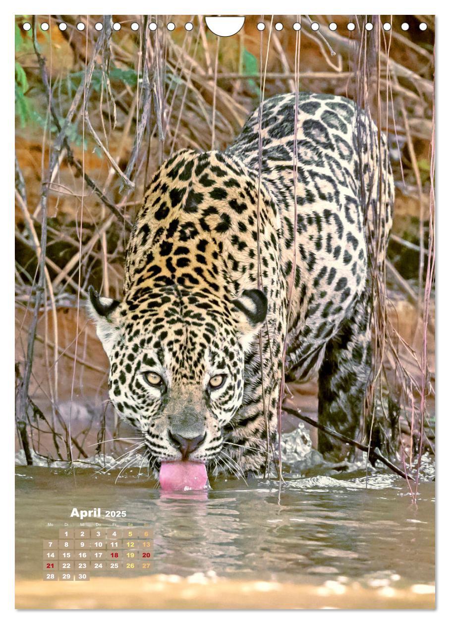 Bild: 9783435061389 | Raubkatzen: Die Jäger auf leisen Pfoten (Wandkalender 2025 DIN A4...