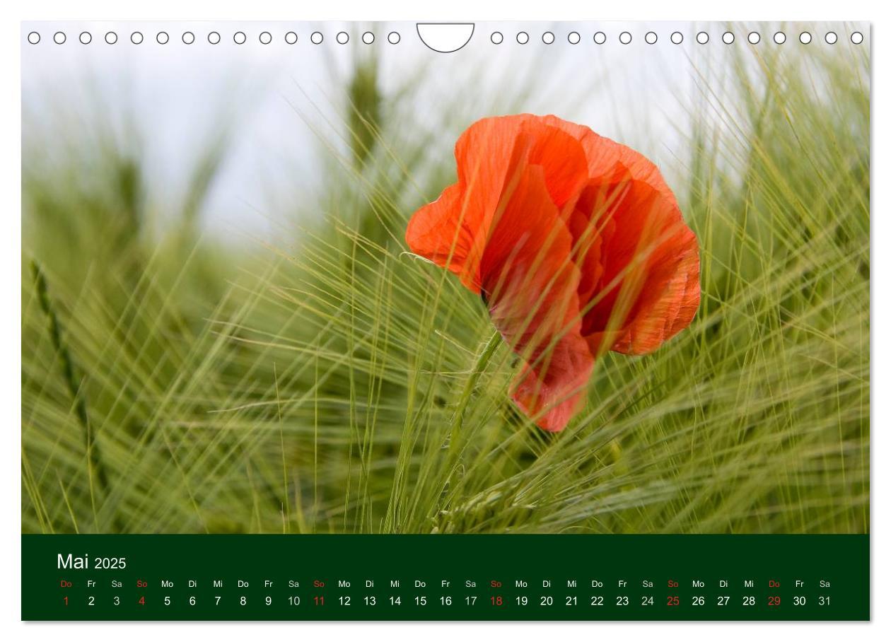 Bild: 9783435663613 | Blumen und Blüten (Wandkalender 2025 DIN A4 quer), CALVENDO...