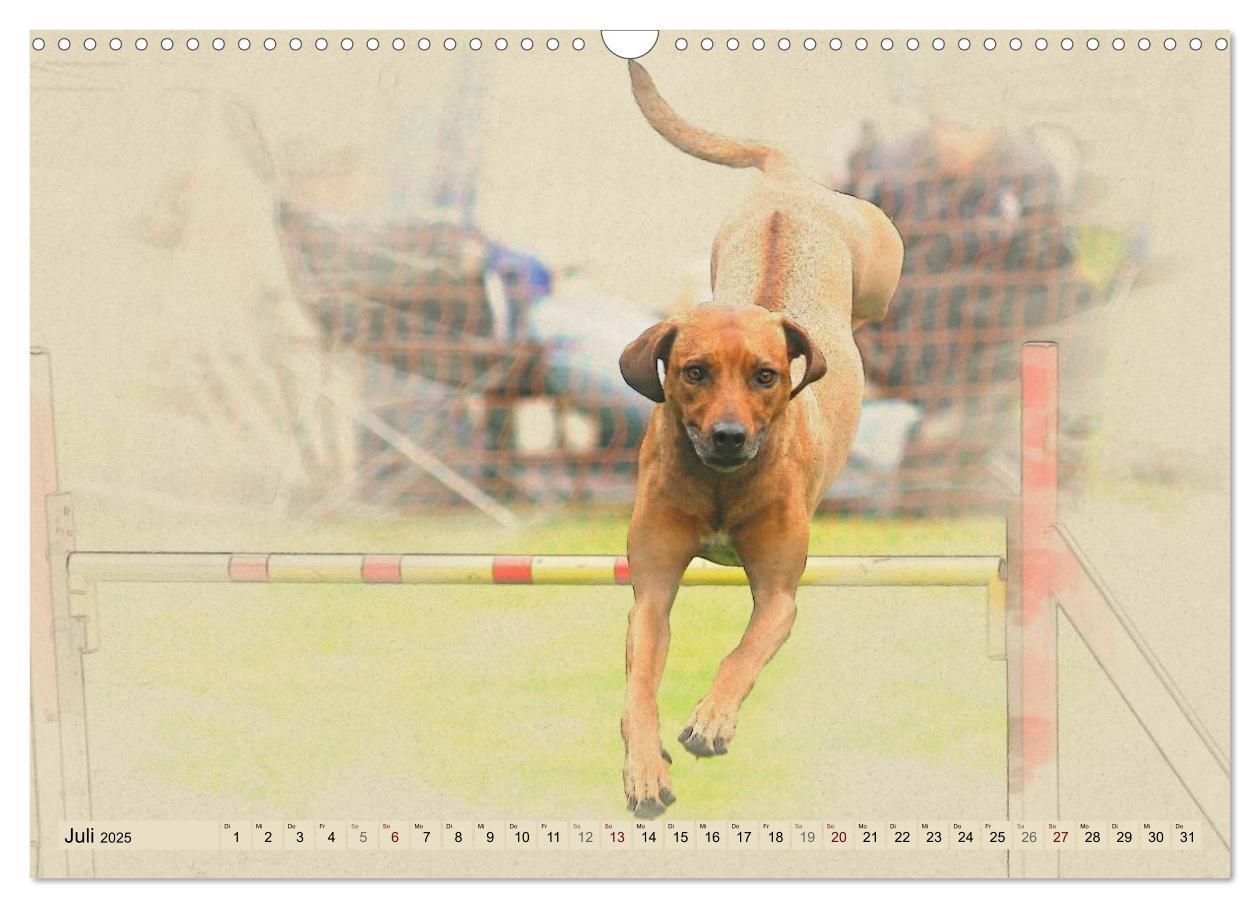 Bild: 9783435705191 | Rhodesian Ridgeback 2025 (Wandkalender 2025 DIN A3 quer), CALVENDO...