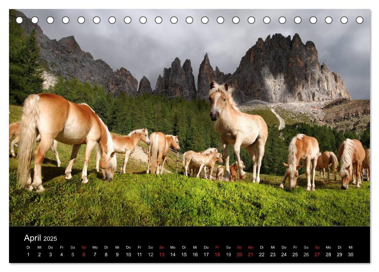 Bild: 9783435555376 | Wunderschöne Haflingerwelt (Tischkalender 2025 DIN A5 quer),...