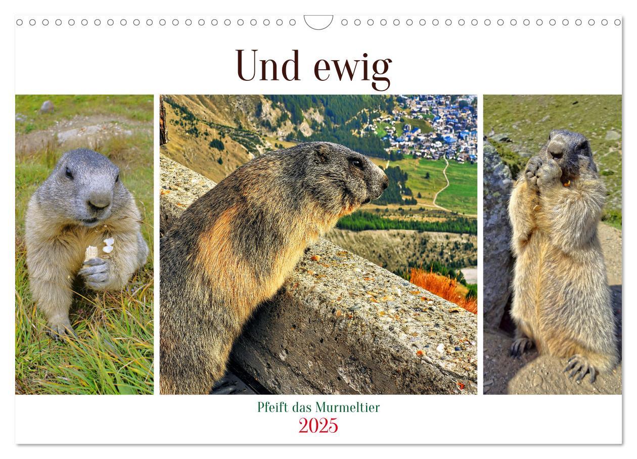 Cover: 9783383845888 | Und ewig pfeift das Murmeltier (Wandkalender 2025 DIN A3 quer),...