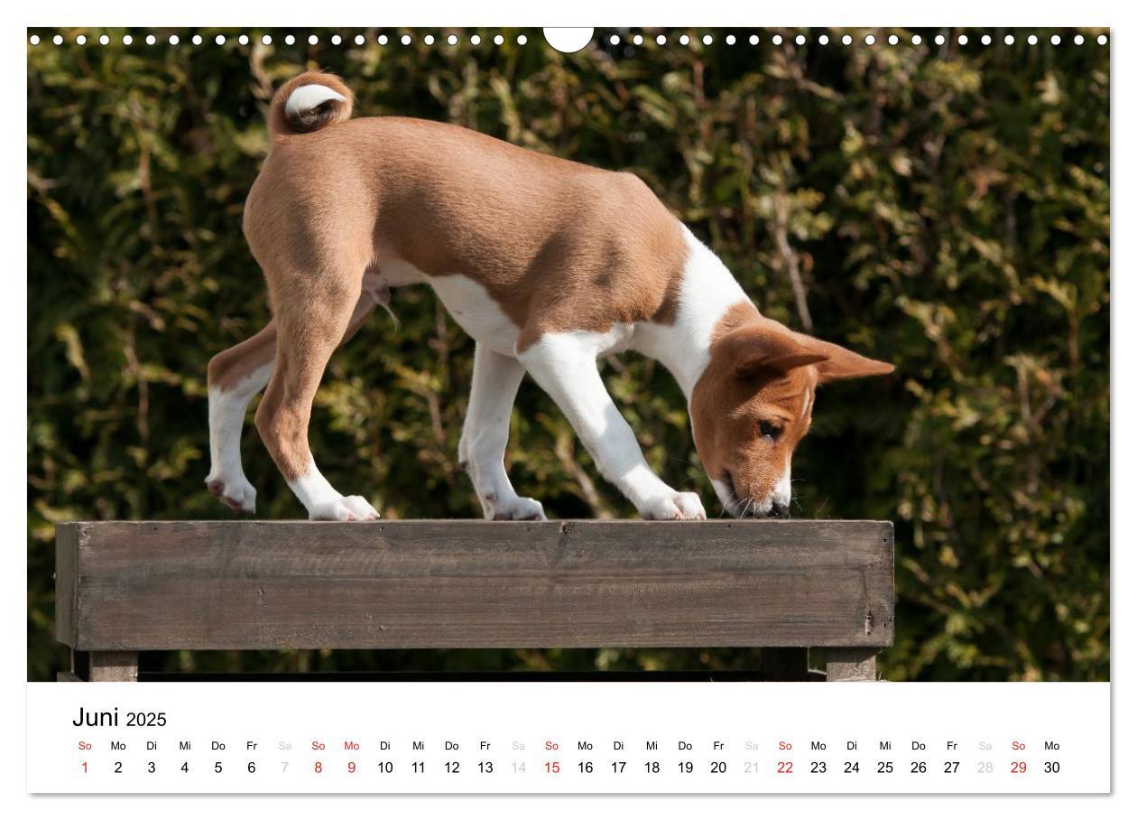 Bild: 9783435464982 | Allerliebste Basenji Welpen 2025 (Wandkalender 2025 DIN A3 quer),...