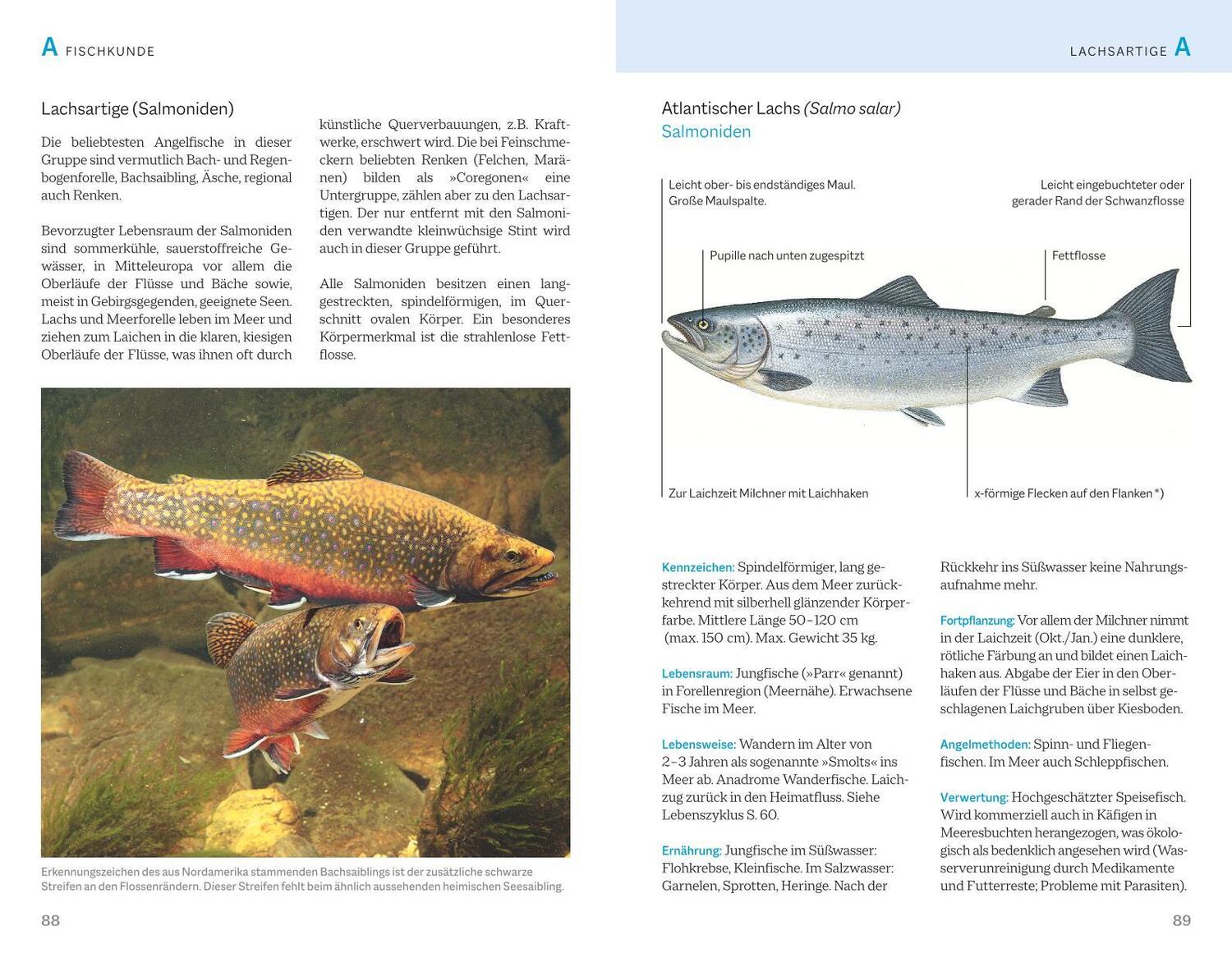 Bild: 9783967470963 | Fischerprüfung | Das Standardwerk | Alexander Kölbing (u. a.) | Buch