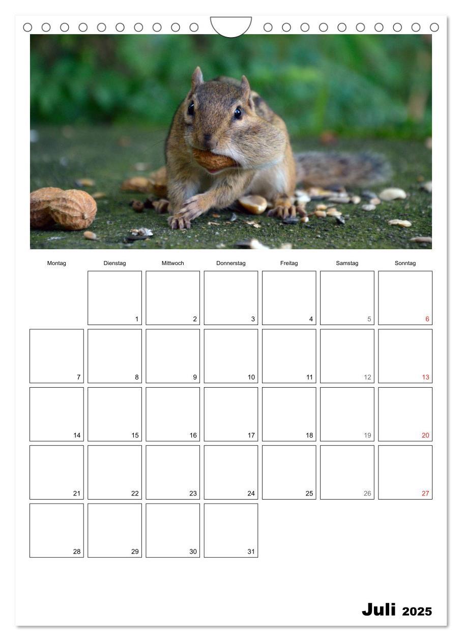 Bild: 9783457026670 | Streifenhörnchen - neugierige Nager (Wandkalender 2025 DIN A4...