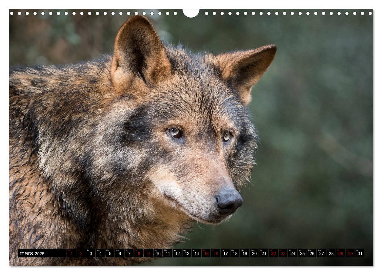 Bild: 9781325945603 | Le loup: l'esprit sauvage (Calendrier mural 2025 DIN A3 vertical),...