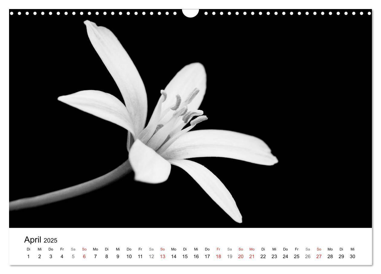 Bild: 9783435642892 | Blumen 2025, Schwarz-Weiß (Wandkalender 2025 DIN A3 quer), CALVENDO...