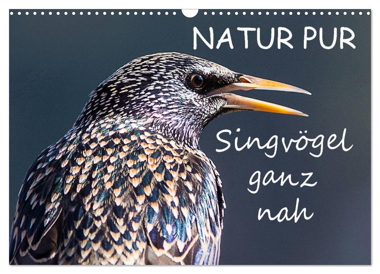 Cover: 9783435728817 | NATUR PUR - Singvögel ganz nah (Wandkalender 2025 DIN A3 quer),...