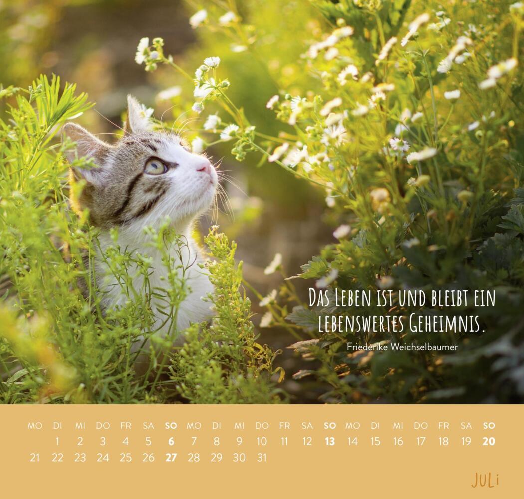 Bild: 4036442011881 | Wandkalender 2025: Für Katzenfreunde | Groh Verlag | Kalender | 12 S.