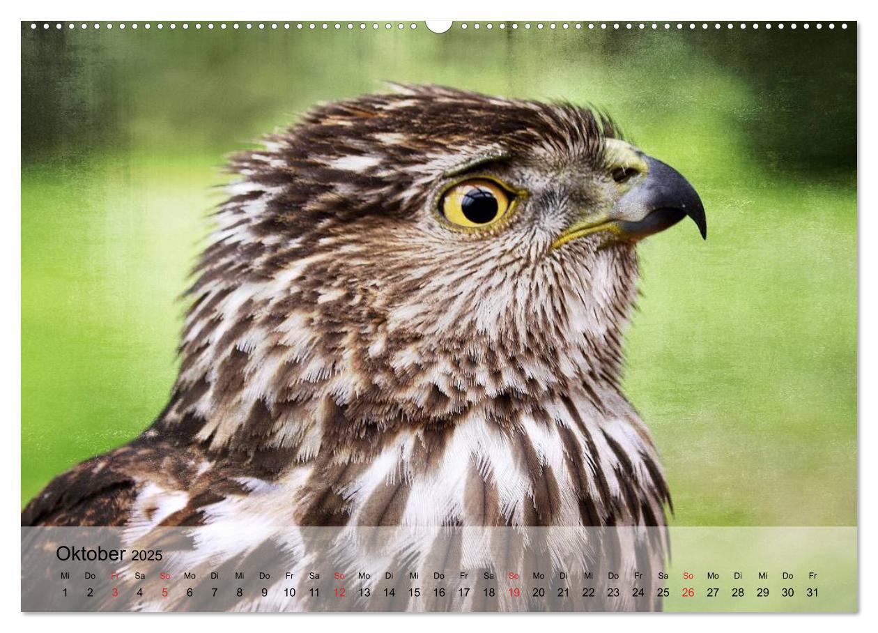 Bild: 9783435650712 | Falken und Greifvögel. Edle Jäger (Wandkalender 2025 DIN A2 quer),...