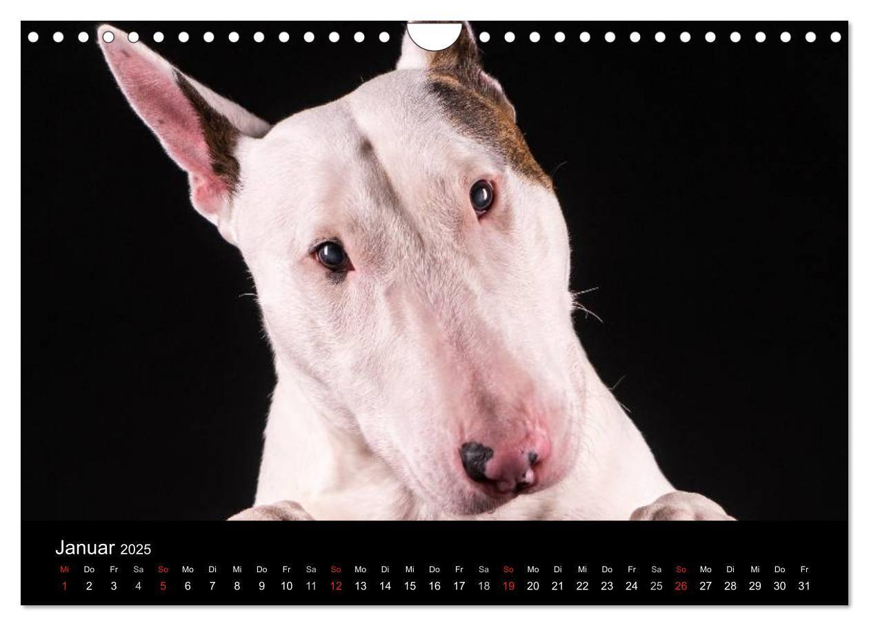 Bild: 9783435566716 | Bullterrier (Wandkalender 2025 DIN A4 quer), CALVENDO Monatskalender