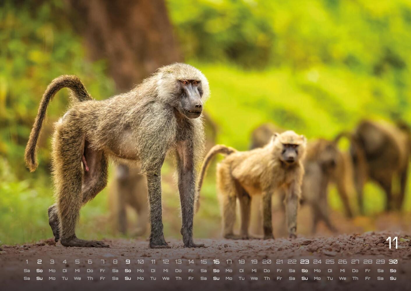 Bild: 9783986734374 | Afrikas Tierwelt - Der Tierkalender - 2025 - Kalender DIN A2 | 15 S.