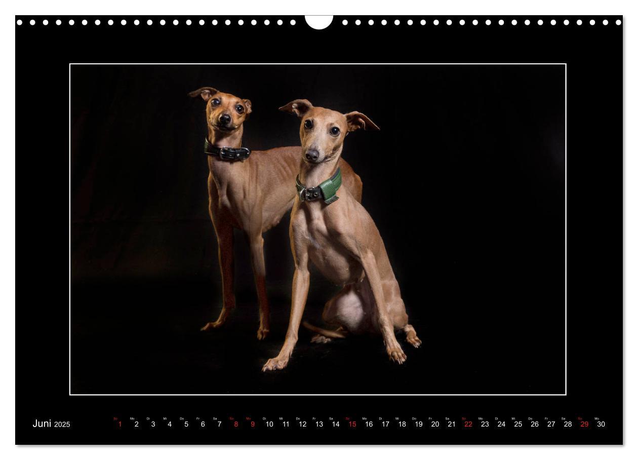 Bild: 9783435177226 | Windhunde - Schnelle Schönheiten (Wandkalender 2025 DIN A3 quer),...