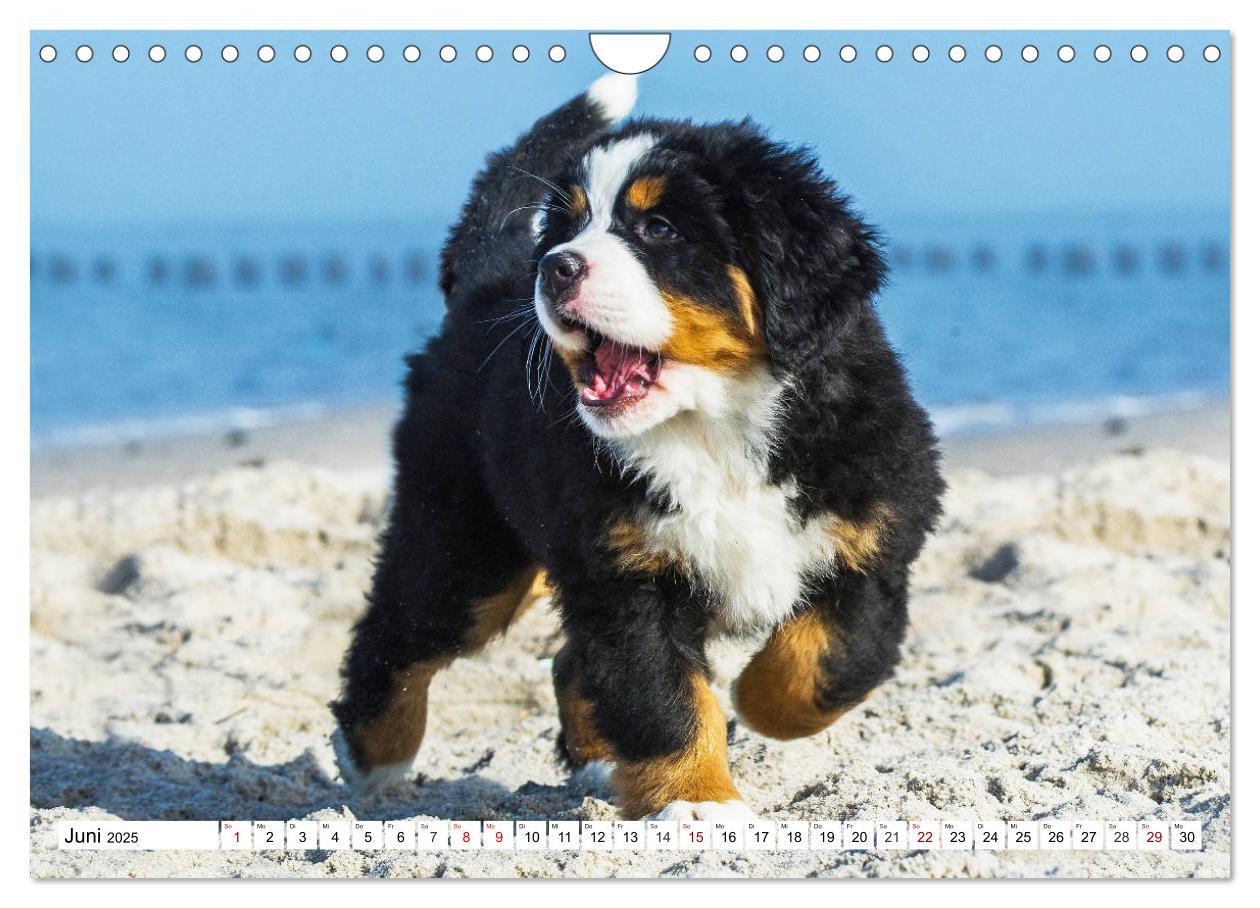 Bild: 9783435381258 | Faszinierende Schönheit Berner Sennenhund (Wandkalender 2025 DIN A4...