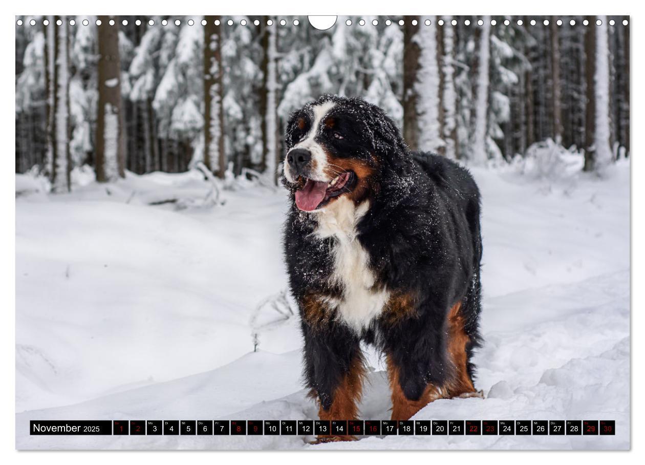 Bild: 9783457182543 | Berner Sennenhunde - Faszinierende Herzensbrecher (Wandkalender...