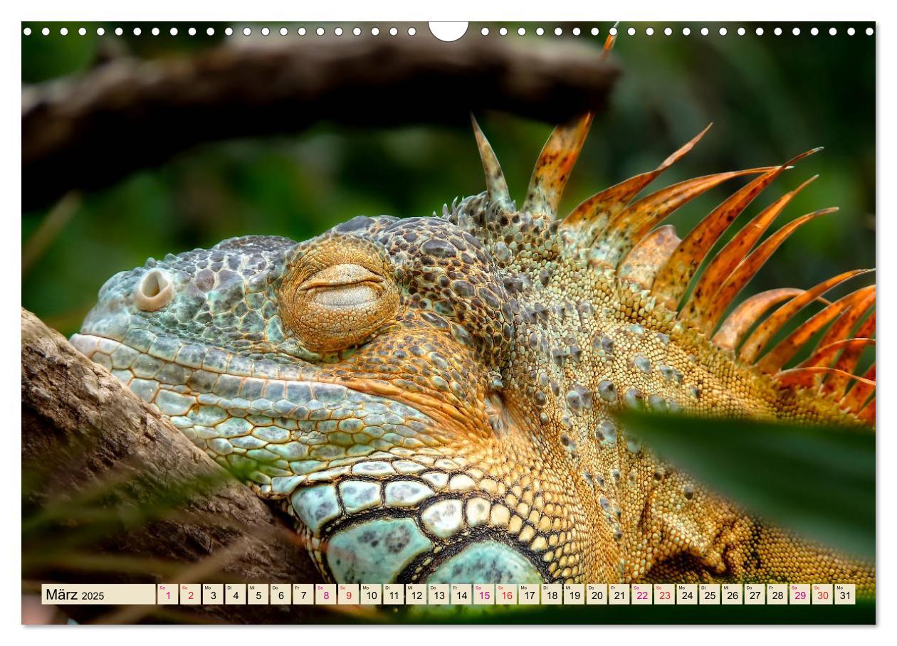 Bild: 9783435335527 | Wunderschöner Leguan (Wandkalender 2025 DIN A3 quer), CALVENDO...