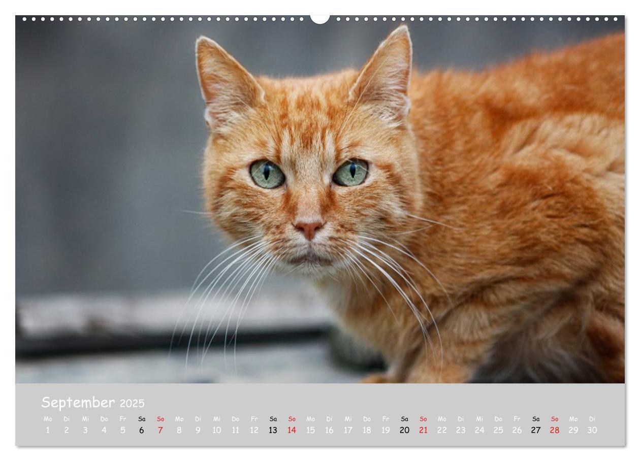 Bild: 9783435787333 | Katzen des Südens (Wandkalender 2025 DIN A2 quer), CALVENDO...