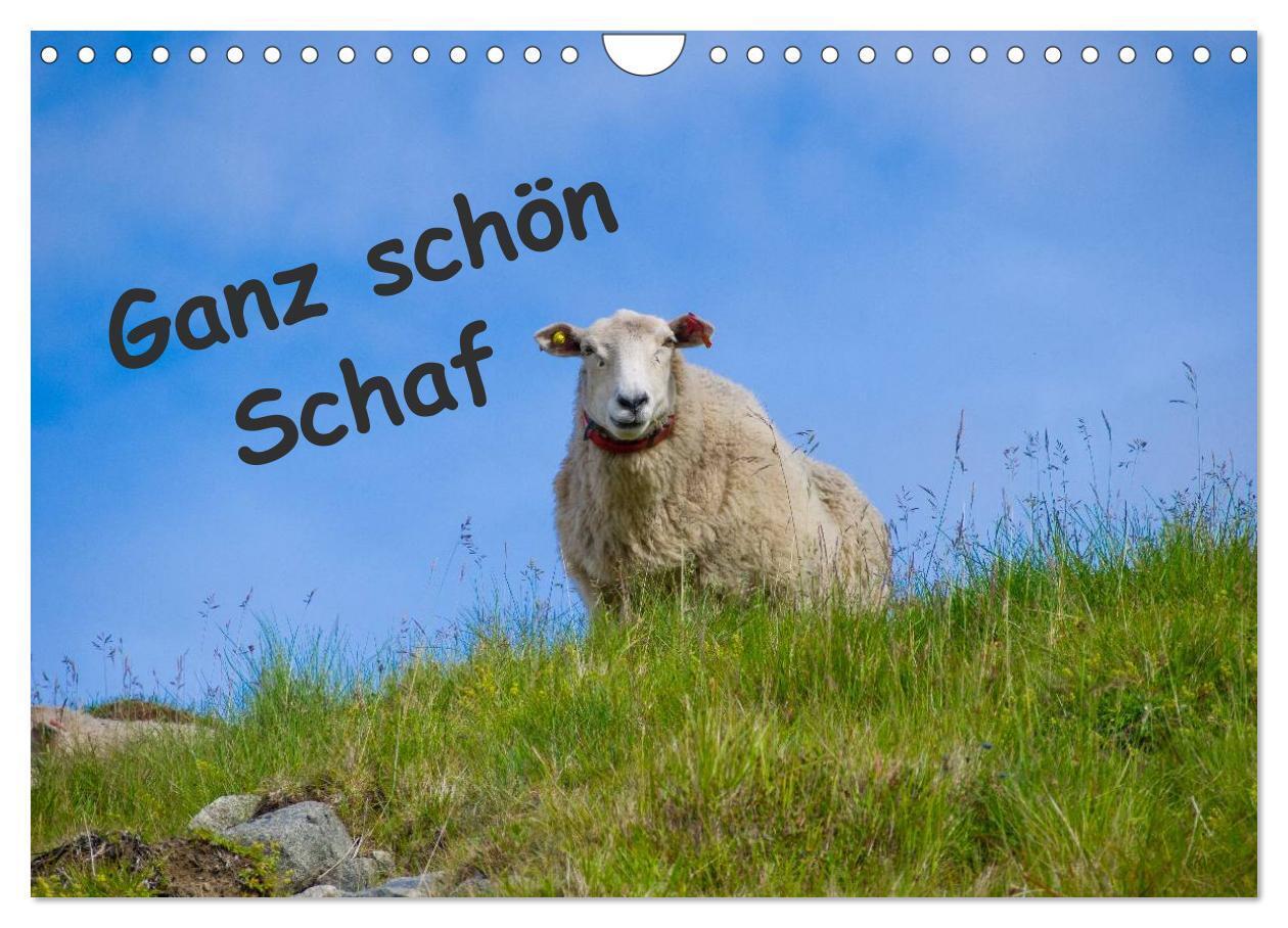 Cover: 9783435524099 | Ganz schön Schaf (Wandkalender 2025 DIN A4 quer), CALVENDO...