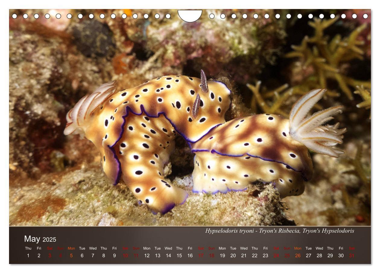 Bild: 9781325940516 | Nudibranchs on the ocean floor (Wall Calendar 2025 DIN A4...