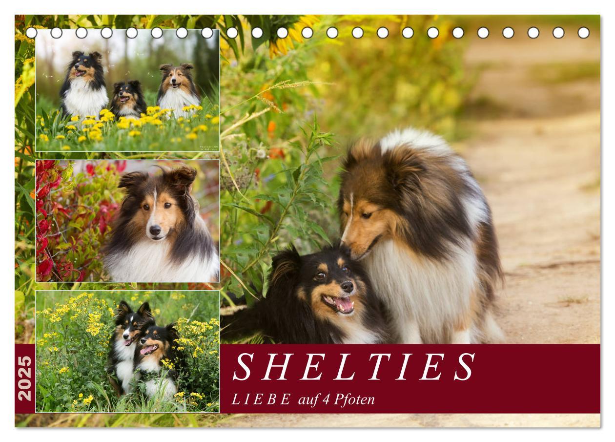 Cover: 9783435422678 | SHELTIES Liebe auf 4 Pfoten (Tischkalender 2025 DIN A5 quer),...